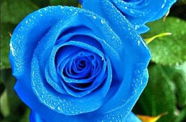 Top Blue Rose