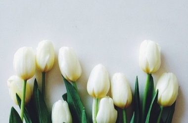 Top White Tulips
