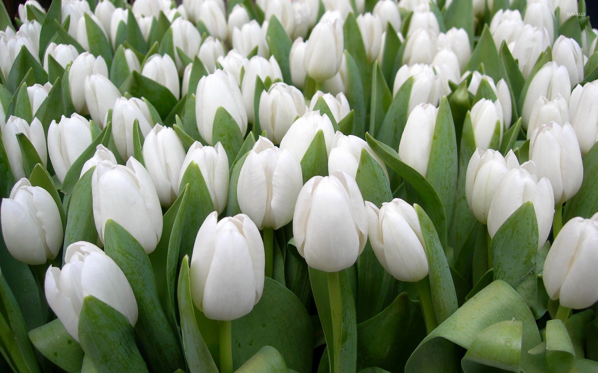 Widescreen White Tulips