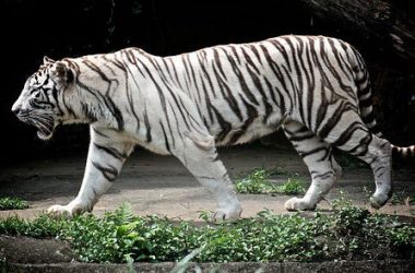 Wonderful White Tiger