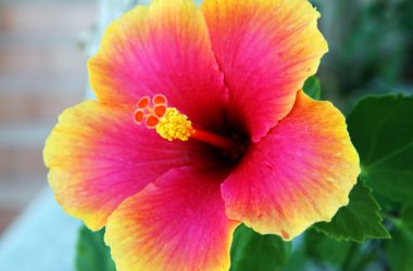 Beautiful Hibiscus Flower