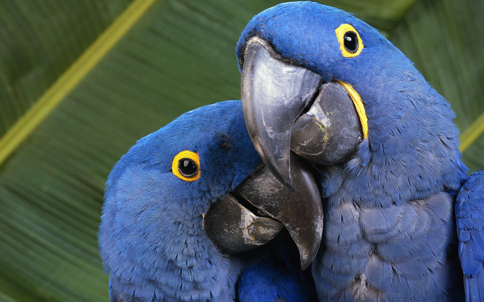 Blue Macaw Wallpaper