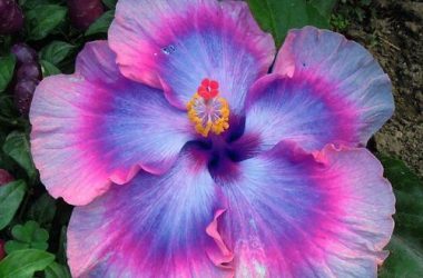 Free Hibiscus Flower