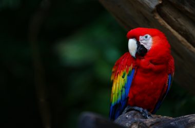 Lovely Macaw Wallpaper