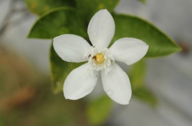 Cool White Flower