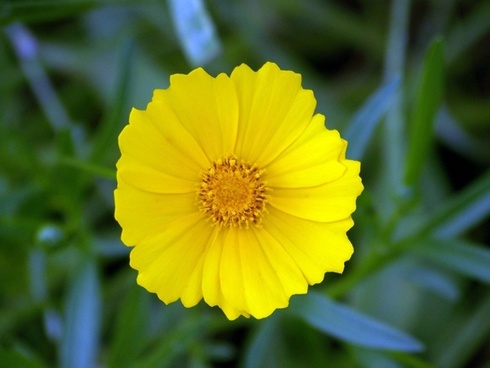 Cute Yellow Flower