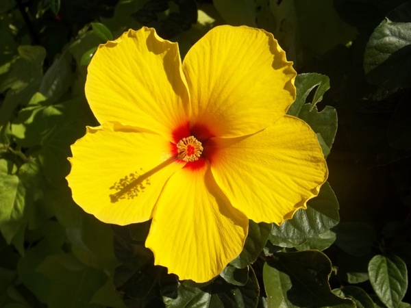 Landscape Yellow Flower