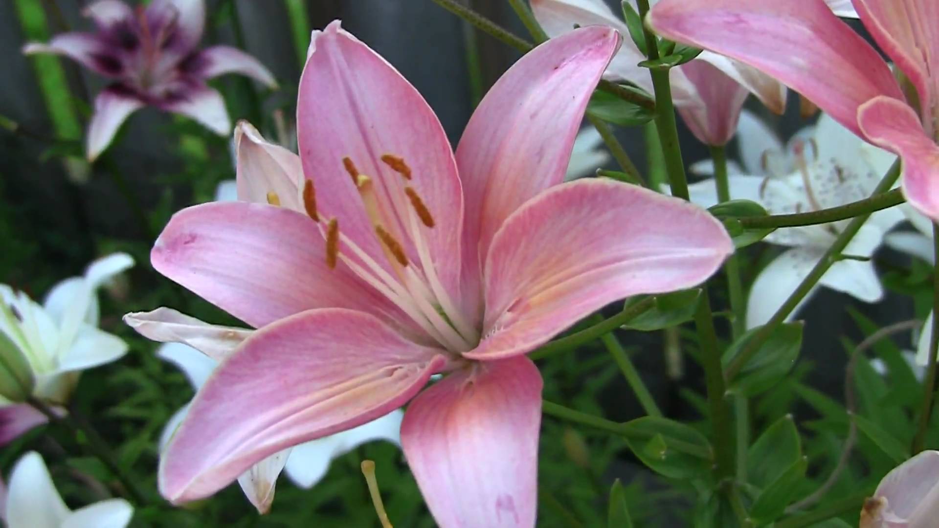 Pink Lily Flower