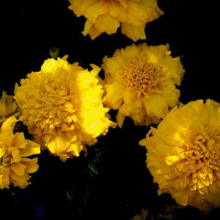 Stunning Yellow Flower