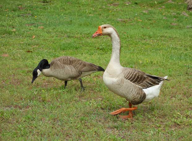 Super Geese Image