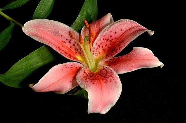 Top Lily Flower