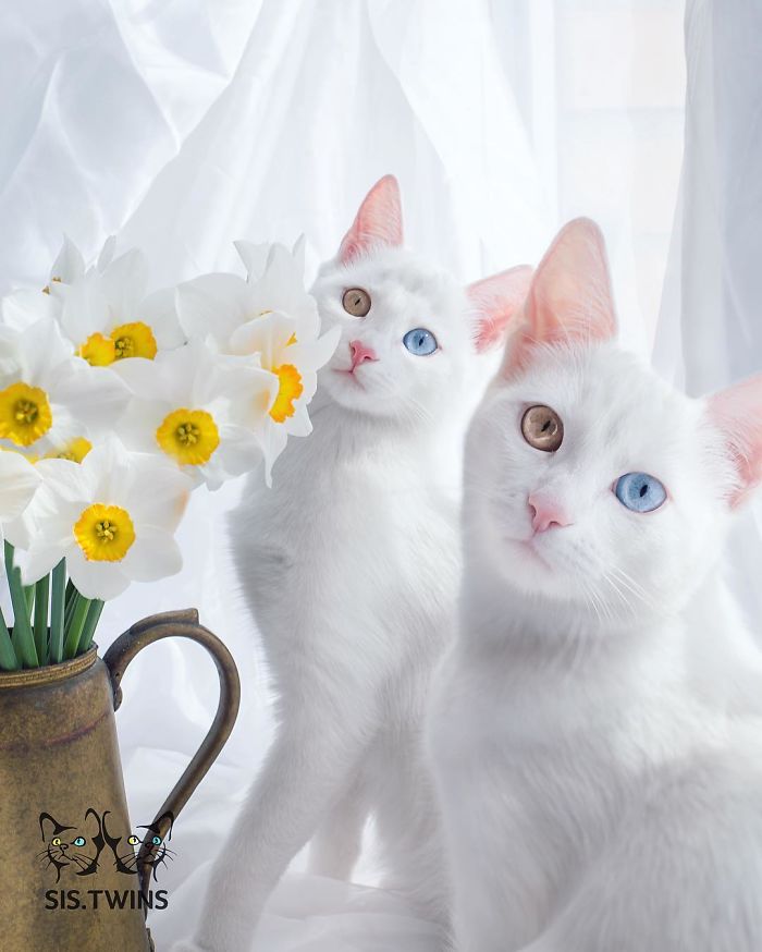 White Beautiful Cat