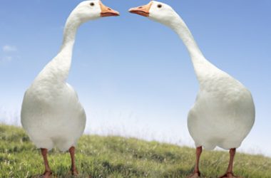 White Free Geese Image