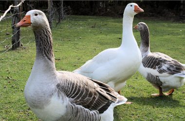 White Geese Image