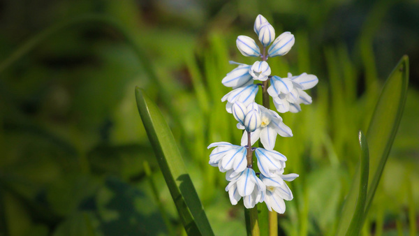 White Spring Flower