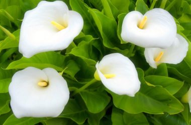 Widescreen White Flower