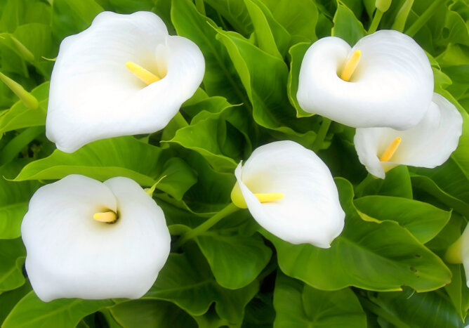 Widescreen White Flower