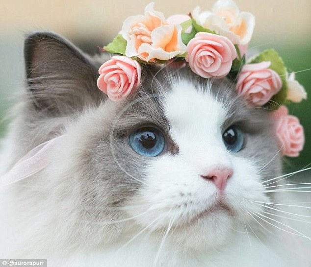 Wonderful Beautiful Cat