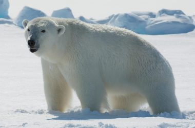 Beautiful Polar Bear