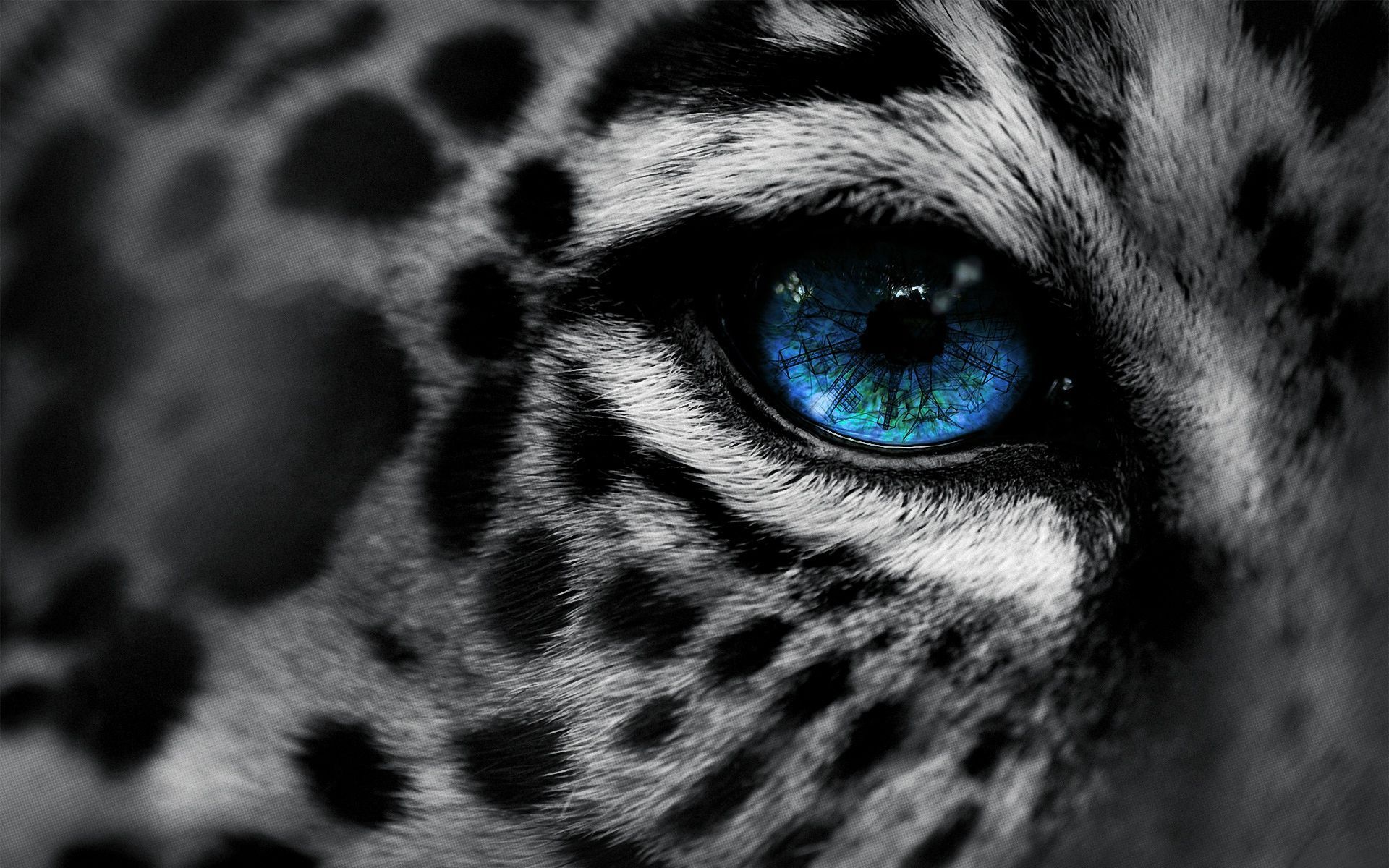 Blue Eyes Leopard Wallpaper