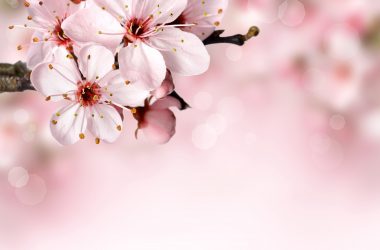 Natural Cherry Blossom