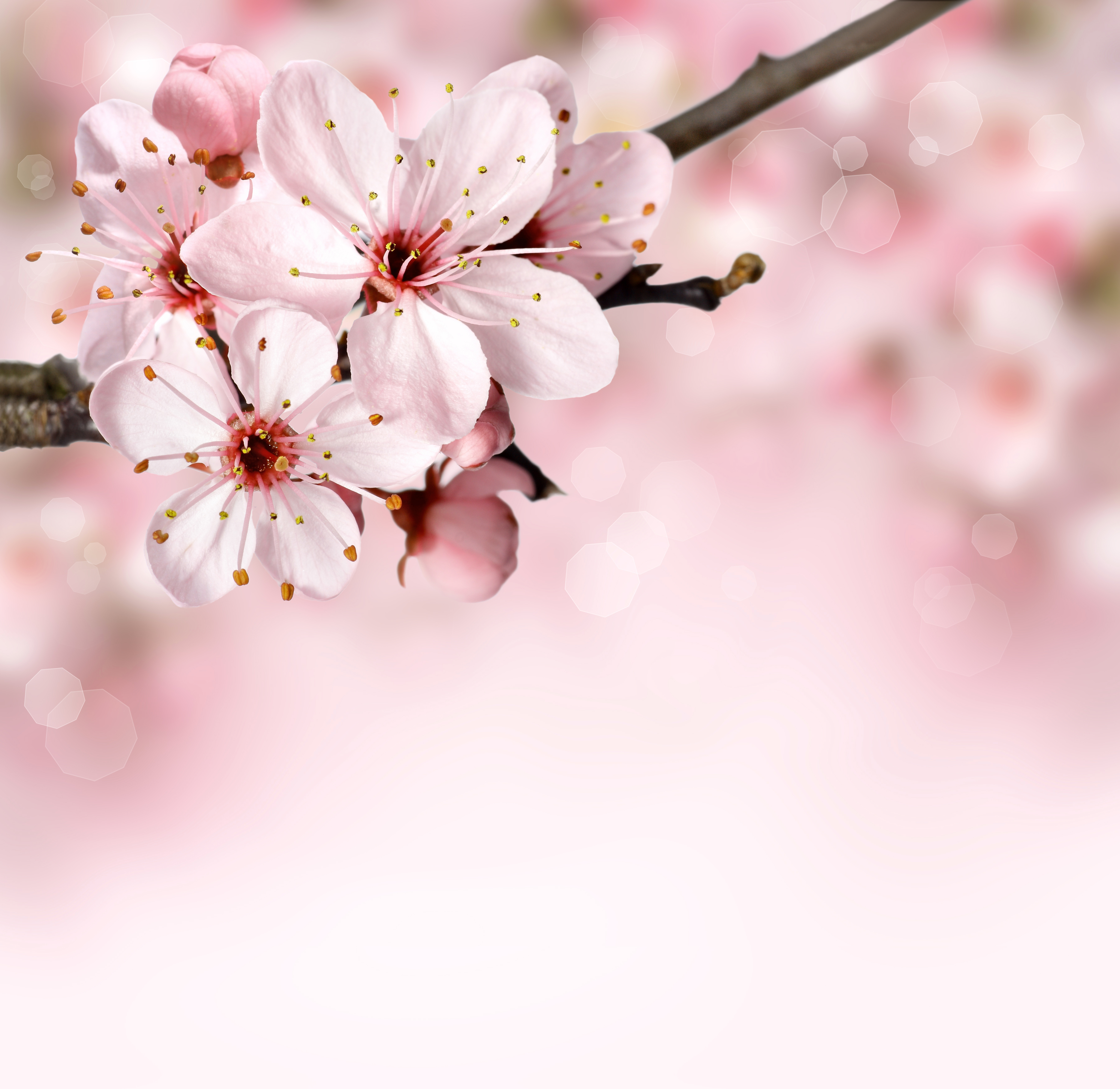 Natural Cherry Blossom