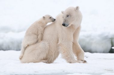 Two Polar Bear