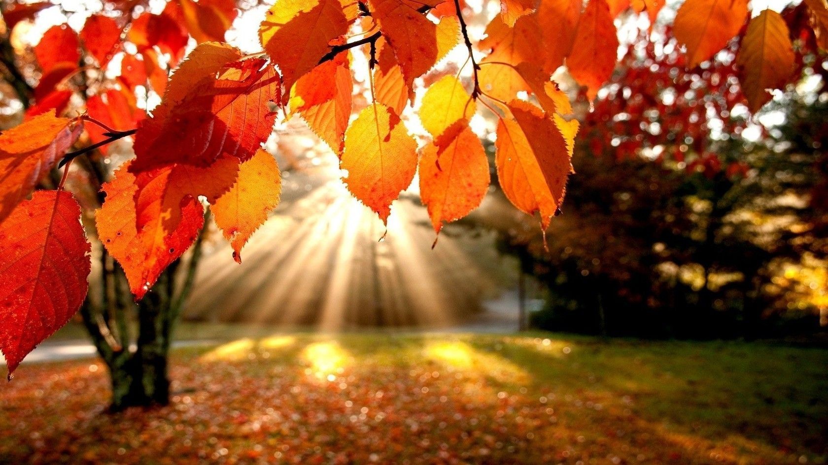 Autumn season image