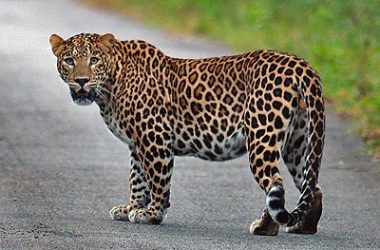Amazing Leopard