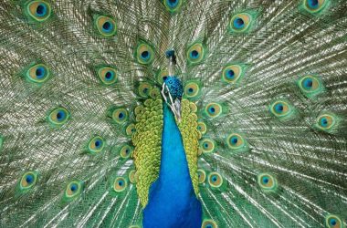 Awesome Peafowl