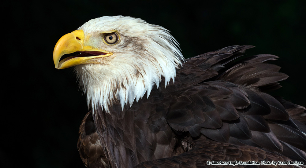 Beautiful Eagle