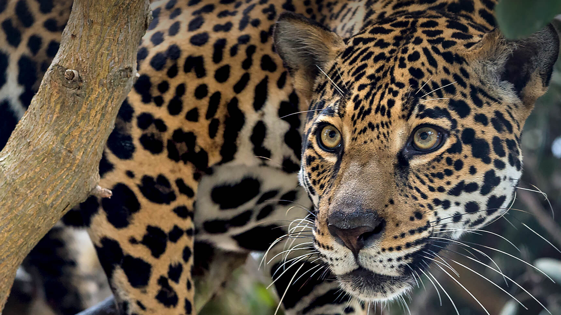 Beautiful Jaguar