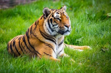 Beautiful Tiger