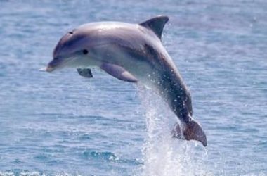 Nice Dolphin