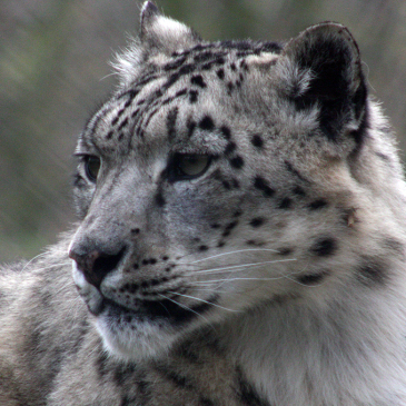 Snow Jaguar