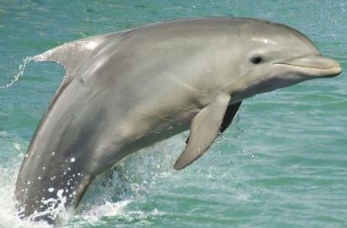 Top Dolphin