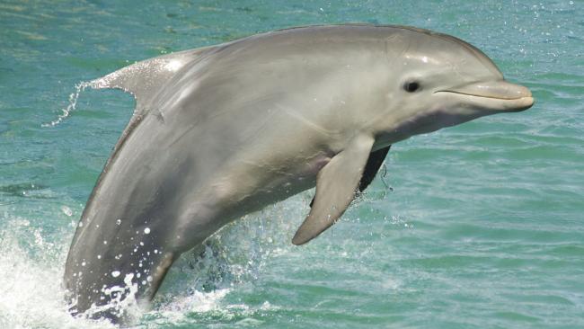 Top Dolphin