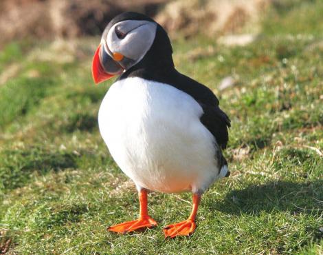 Top Puffin