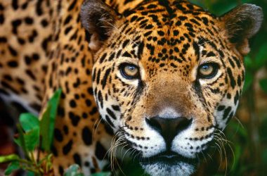 Widescreen Jaguar