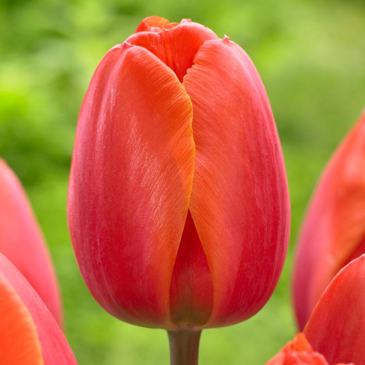 Widescreen Tulip