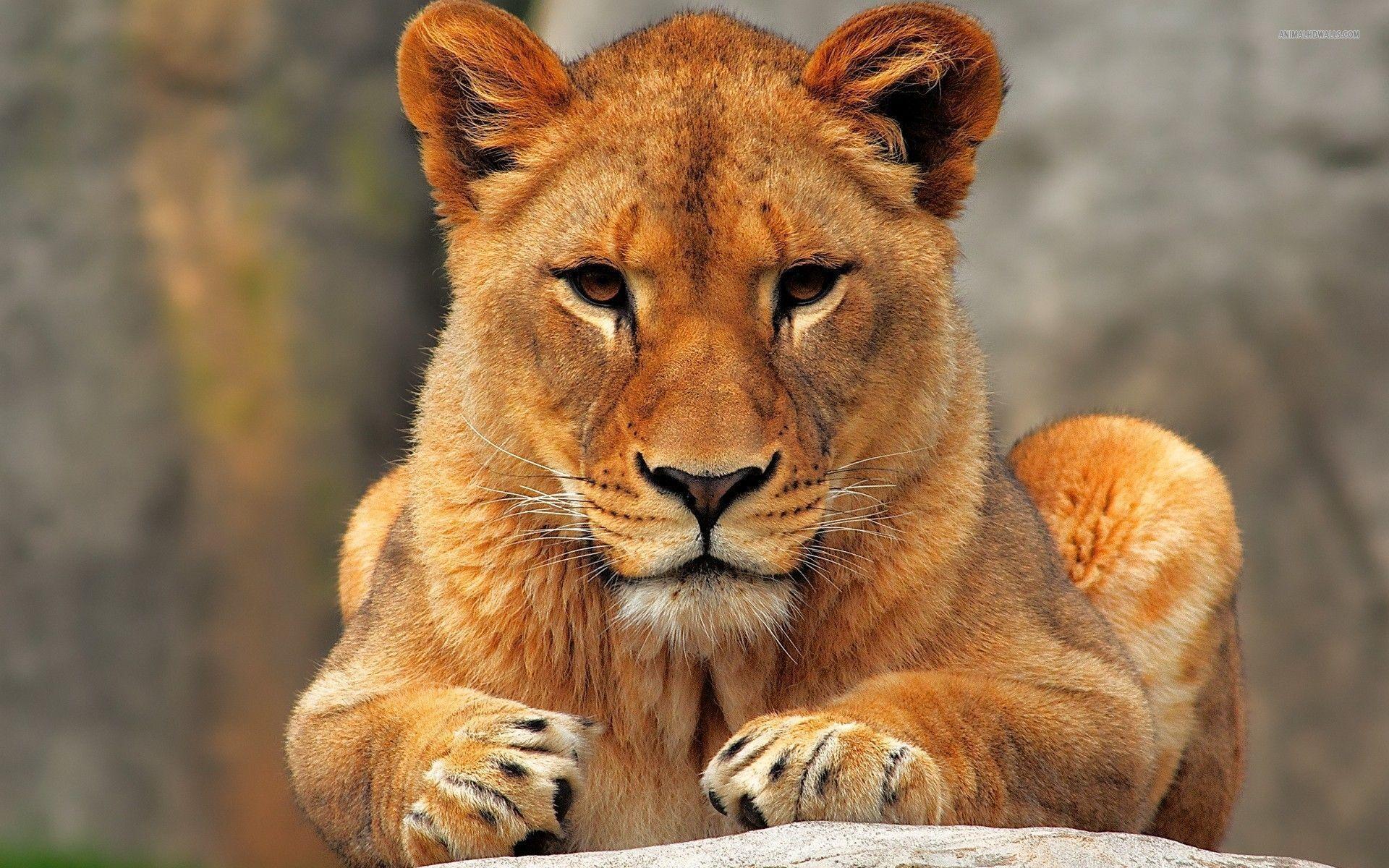 Wonderful Lioness