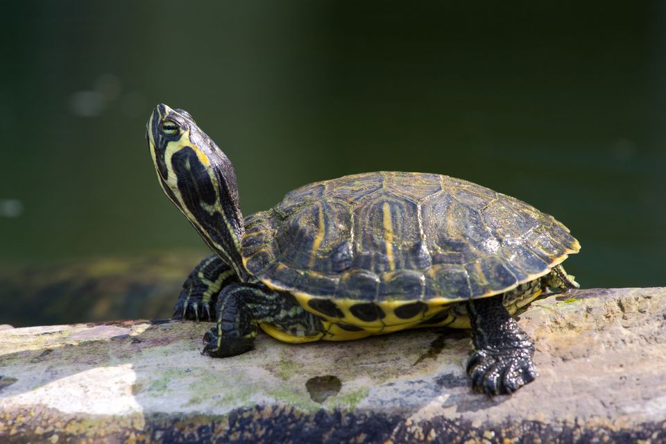 Animal Turtle