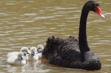 Awesome Black Swan Bird