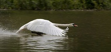 Best White Swan Bird