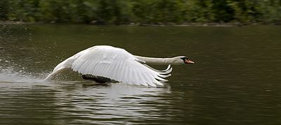Best White Swan Bird