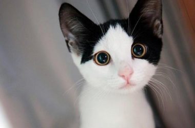 Colorful Cute Kitten