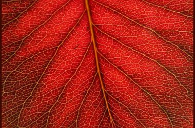 Cool Red Leaf