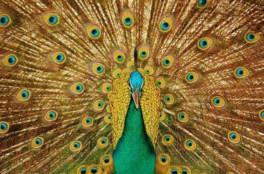 Free Peacock Wallpaper