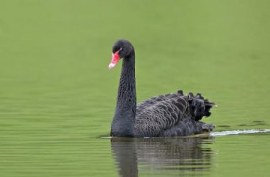 Free Black Swan Bird