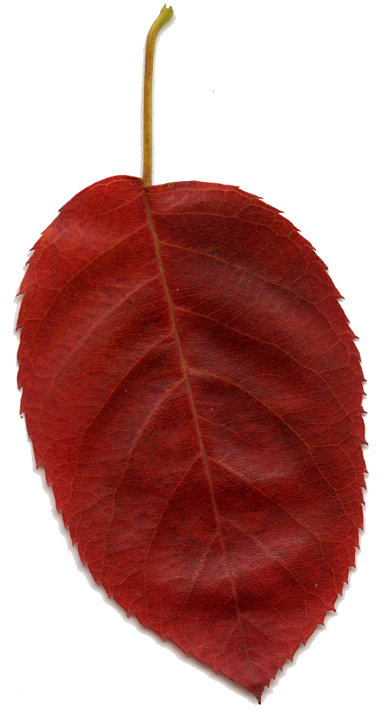 Nice Red Leaf